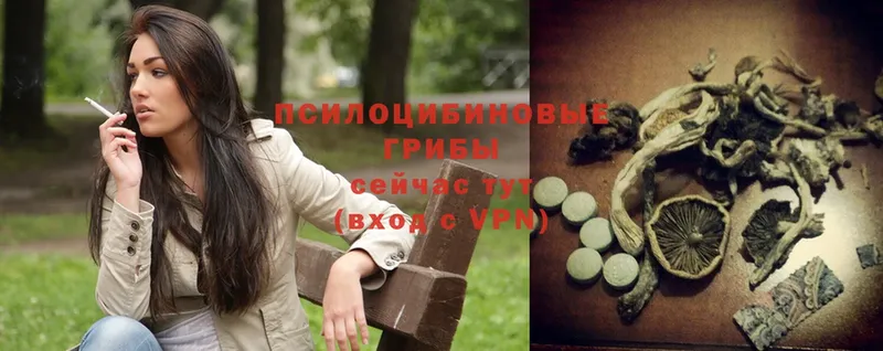 Псилоцибиновые грибы Psilocybine cubensis  Билибино 